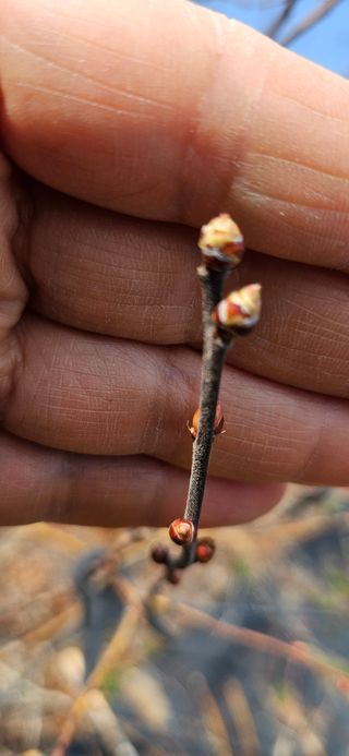 대봉농원 이경화님의 블루베리 · 영농일지 작성글 사진