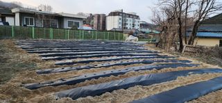 조성현님의 감자 · 영농일지 작성글 사진