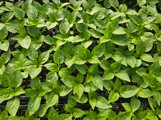 김주희님의 고추 · 영농일지 작성글 사진