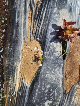 차태현님의 감자 · 영농일지 작성글 사진