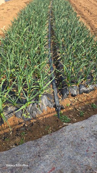 대박농장신초시님의 기타작물 · 영농일지 작성글 사진