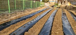 조성현님의 감자 · 영농일지 작성글 사진