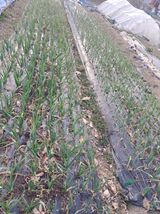 팜모닝 기타작물·영농일지 게시글 이미지