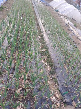 울산연안님의 기타작물 · 영농일지 작성글 사진