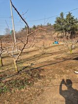 팜모닝 기타작물·영농일지 게시글 이미지