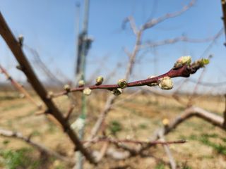 꿀복이농장님의 복숭아 · 영농일지 작성글 사진