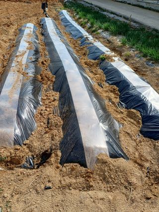 이철우님의 감자 · 영농일지 작성글 사진