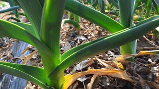 월굴리이승재님의 기타작물 · 영농일지 작성글 사진