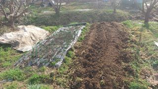 산골촌부님의 양배추 · 자유게시판 작성글 사진