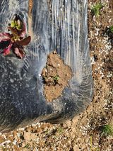 팜모닝 감자·영농일지 게시글 이미지