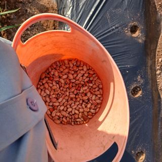 김성구님의 콩 · 영농일지 작성글 사진