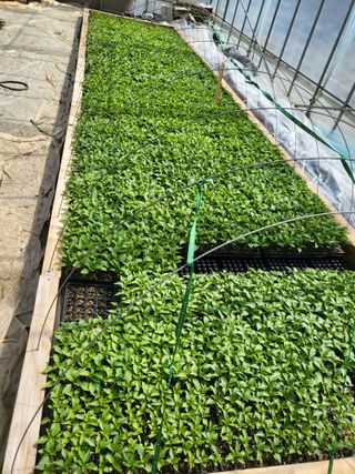 이상욱님의 고추 · 영농일지 작성글 사진