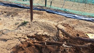 조연만님의 기타작물 · 영농일지 작성글 사진