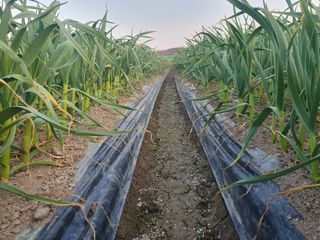 호박20769님의 기타작물 · 영농일지 작성글 사진