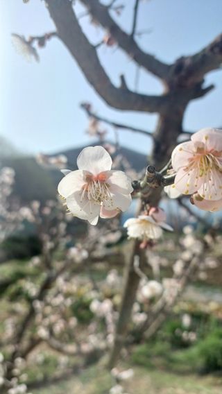 산골촌부님의 양배추 · 자유게시판 작성글 사진