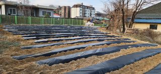 조성현님의 감자 · 영농일지 작성글 사진