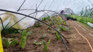 김윤회님의 상추 · 영농일지 작성글 사진