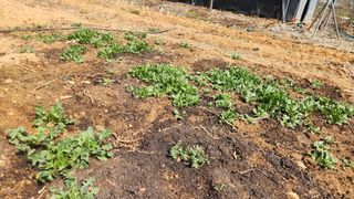 고명옥님의 기타작물 · 영농일지 작성글 사진