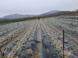 성실한 농부님의 기타작물 · 영농일지 작성글 사진