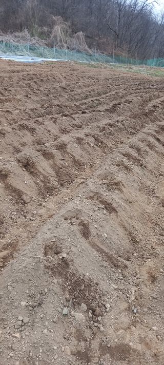 고병길님의 기타작물 · 영농일지 작성글 사진