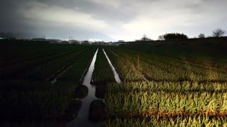 서정욱님의 마늘 · 영농일지 작성글 사진