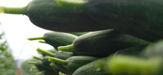 조영숙님의 오이 · 영농일지 작성글 사진