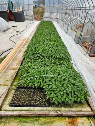 백호순(후추)님의 고추 · 영농일지 작성글 사진