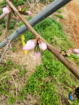 김영준님의 복숭아 · 영농일지 작성글 사진