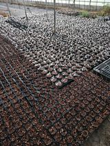 팜모닝 기타작물·영농일지 게시글 이미지