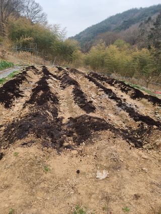 라온베리님의 고추 · 영농일지 작성글 사진