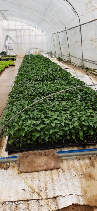 자연그대로님의 기타작물 · 영농일지 작성글 사진