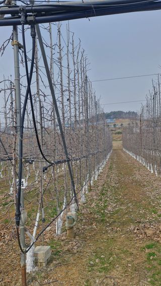 오금빛사과농장님의 기타작물 · 영농일지 작성글 사진