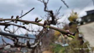 달맛햇복숭아농원님의 복숭아 · 영농일지 작성글 사진