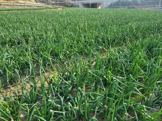 정해원.님의 기타작물 · 영농일지 작성글 사진