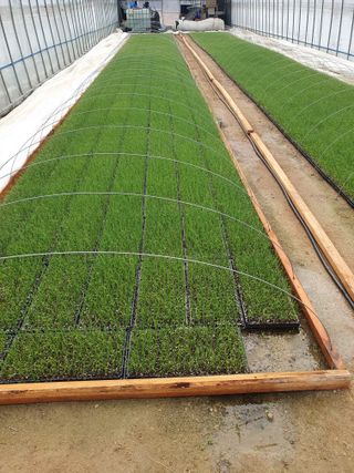 장정구님의 파 · 영농일지 작성글 사진