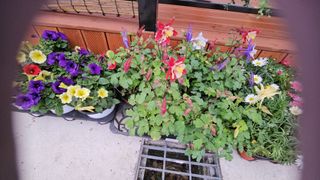 이수현님의 기타작물 · 영농일지 작성글 사진