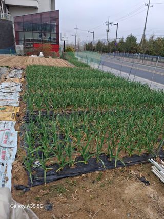 행복한누룩님의 기타작물 · 영농일지 작성글 사진