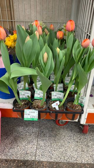 원스피릿팜님의 기타작물 · 영농일지 작성글 사진