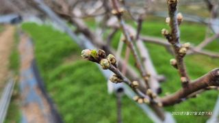 달맛햇복숭아농원님의 복숭아 · 영농일지 작성글 사진