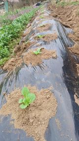 팜모닝 양배추·영농일지 게시글 이미지