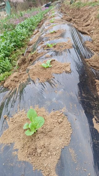 산골촌부님의 양배추 · 영농일지 작성글 사진