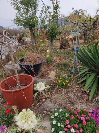 이수현님의 기타작물 · 영농일지 작성글 사진