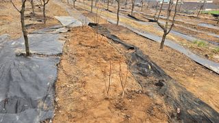 이병희님의 기타작물 · 영농일지 작성글 사진