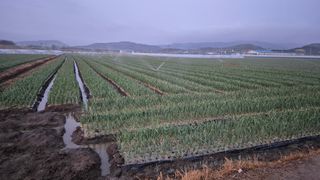 서정욱님의 마늘 · 영농일지 작성글 사진