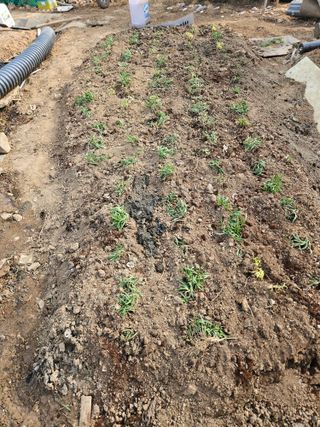 왜목 김진규님의 기타작물 · 영농일지 작성글 사진