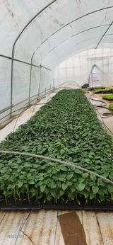 팜모닝 기타작물·영농일지 게시글 이미지