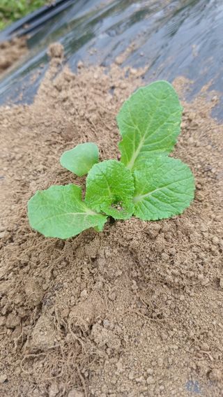 산골촌부님의 양배추 · 영농일지 작성글 사진