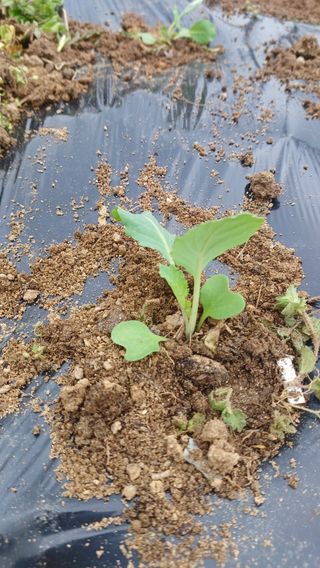 산골촌부님의 양배추 · 영농일지 작성글 사진