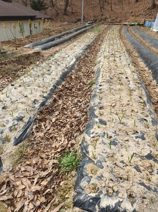 샤이니바다님의 기타작물 · 영농일지 작성글 사진