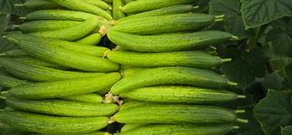 조영숙님의 오이 · 영농일지 작성글 사진